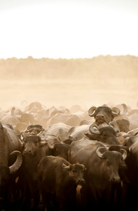 Andressa Ribiero Cowgirl Babe With Big Boobs Strips Naked